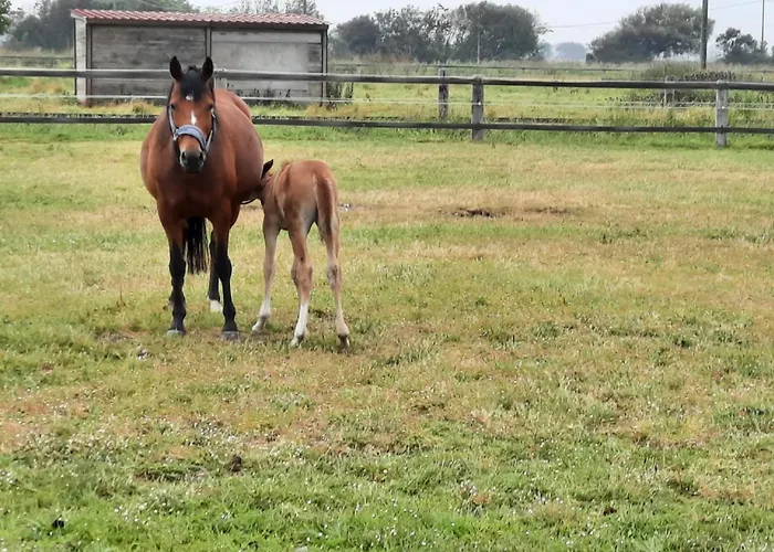 La Pecherie D'utah Audouville-la-Hubert
